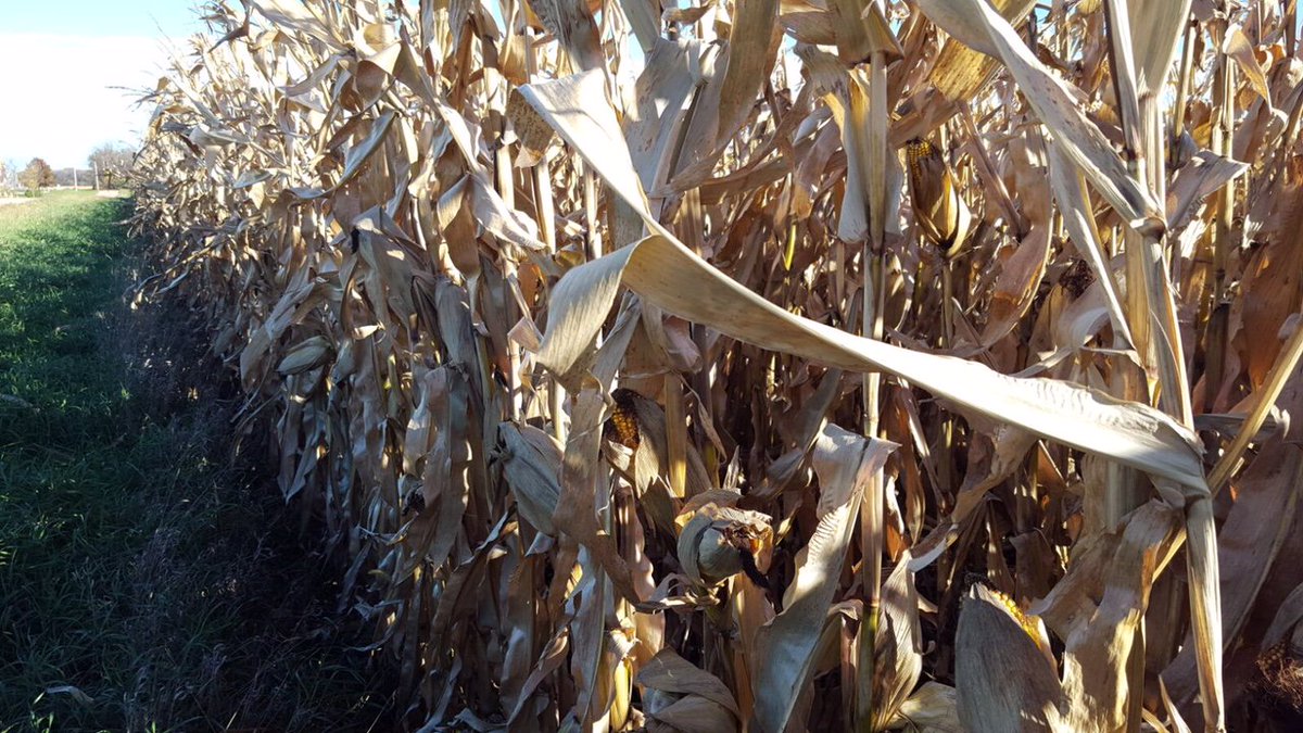 kannbwx's tweet photo. Just one #TRCropWatch field left standing! Farmer B will pick his MN #corn in ~1-2 wks. He shares his #soybean results in this wk's update. https://t.co/EMOiXY1mNF