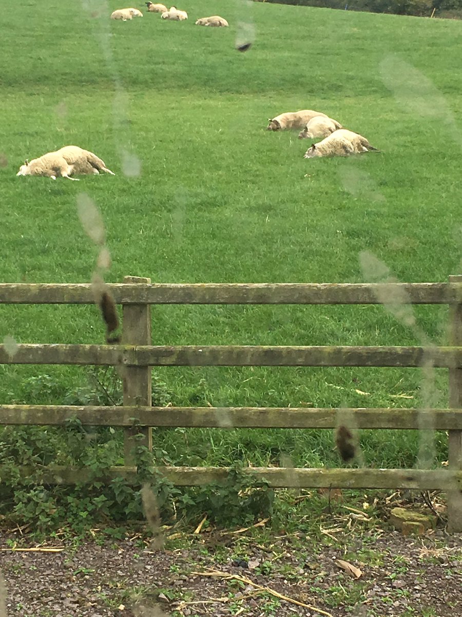 easyrambreeding's tweet photo. These boys must of heard they've got a long trip to Orkney tonight, grabbing 40 winks before the journey https://t.co/G0YY6zZYN2