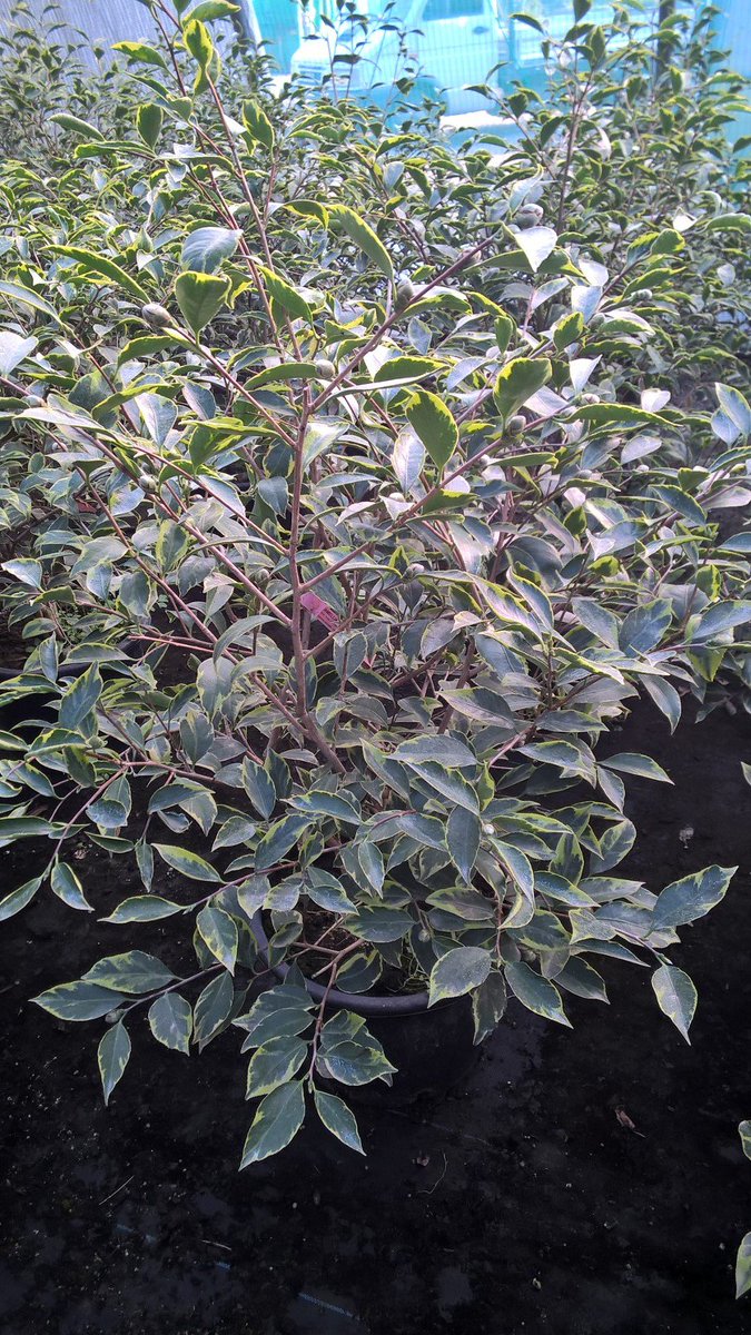 CDLlagomaggiore's tweet photo. Camellia japonica 'Benten' AKA 'Angel' @CDLlagomaggiore #camelliavariegata #variegatedcamellia https://t.co/Z3FTu5ZPVs