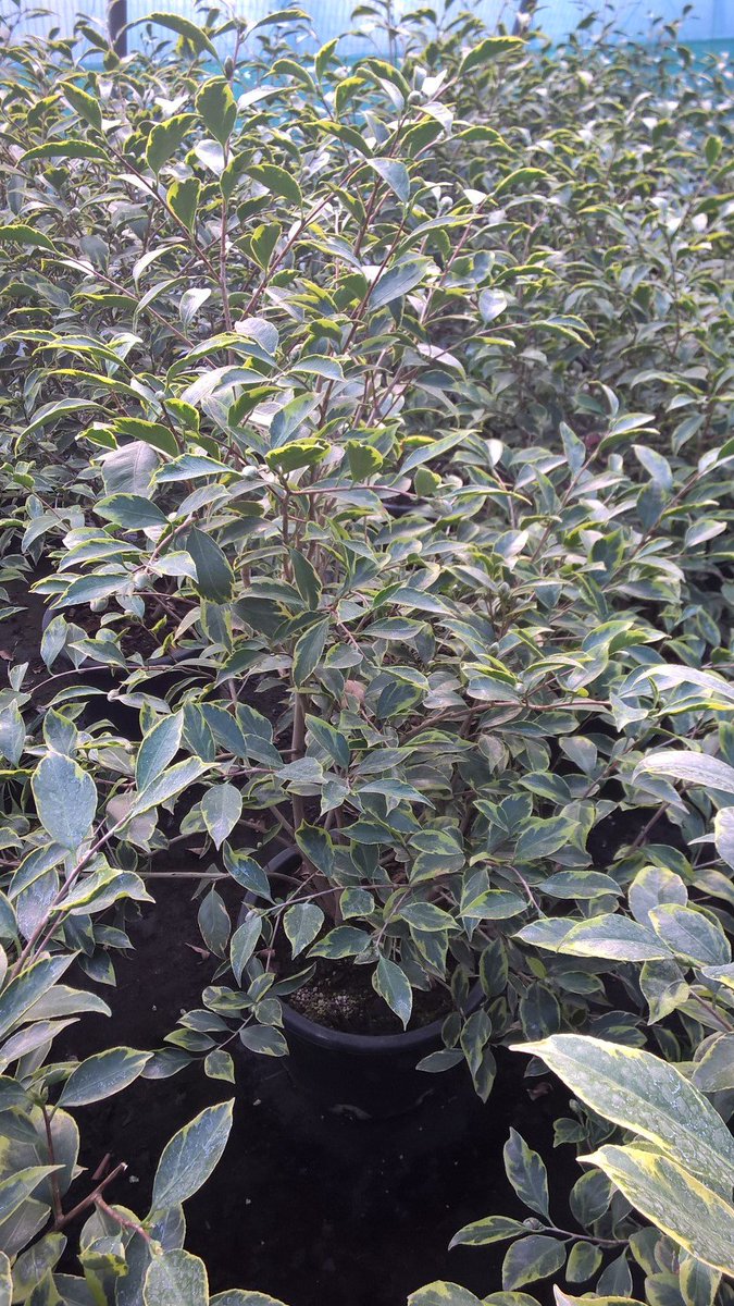 CDLlagomaggiore's tweet photo. Camellia japonica 'Benten' AKA 'Angel' @CDLlagomaggiore #camelliavariegata #variegatedcamellia https://t.co/Z3FTu5ZPVs