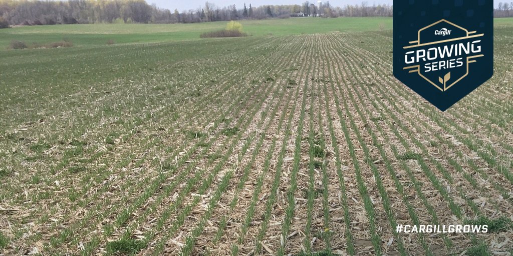CargillAgCanada's tweet photo. Don’t let frost put the freeze on your fall weed control efforts: https://t.co/63W5cHs8tr @MeagGriffiths #OntAg #glyphosate https://t.co/bULXwd0jP8