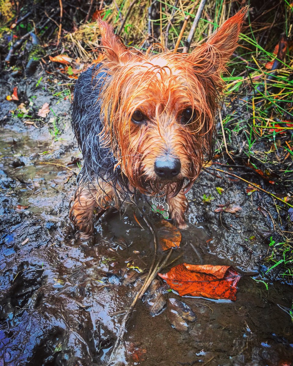 LucyOB26's tweet photo. @TheGoodwashCo We might need a #Goodwashco after this! 🐶🌲💦 https://t.co/CENAQIeOfZ