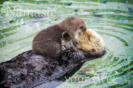 ribWeetjes's tweet photo. @Roosje_48 Dankje Delphine, voor de goedemorgen/middag! 😇 Ook voor jou vrede, geluk, en welzijn met 'n zegen. En een #namasté #voor2 :-) ☺️🙏🍀🦋💕 https://t.co/1gjd3AyxbF