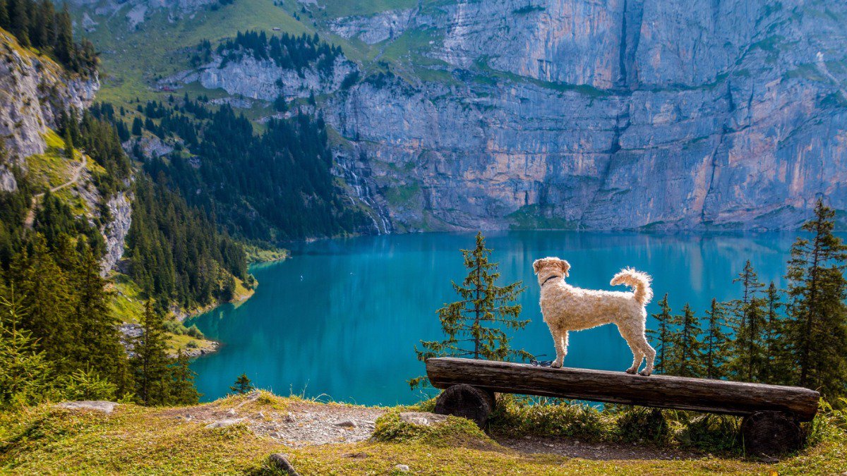 dogfitprethis's tweet photo. Wandern ist des Hundes Lust! Die Besten Wanderrouten in Deutschland jetzt im DOG FIT Magazin. https://t.co/5CaKyuVtEn #dogfit #dog #hund https://t.co/BV3ZZ74M3H