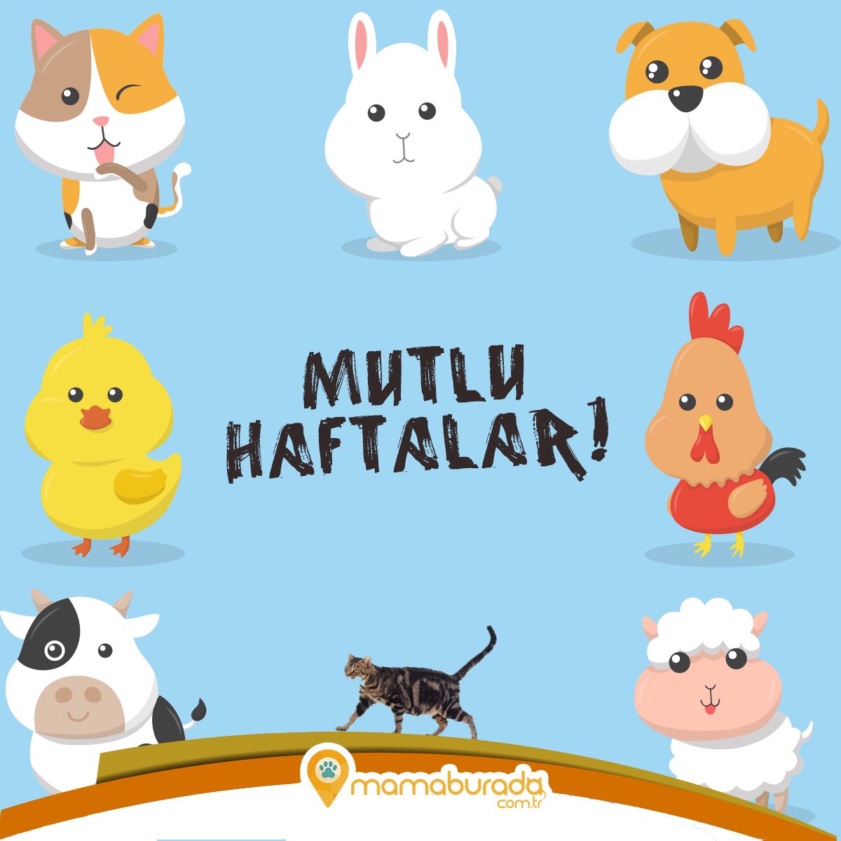 Minik dostlarımız kadar sevimli ve enerjik bir hafta dileriz!💕🐾
#mutluhaftalar