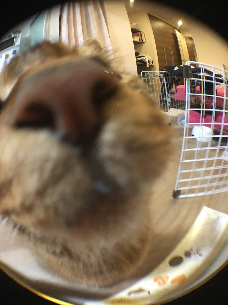 picoruby1's tweet image. 魚眼レンズで撮ろうとしたら、猫より部屋の方がハッキリ写った。
#ねこの写真へたくそ選手権