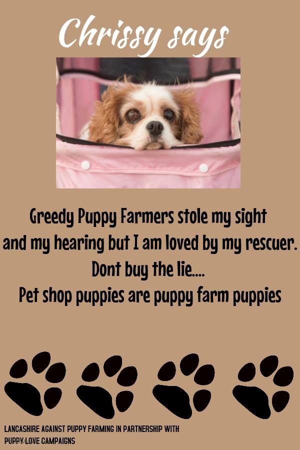 puppylovecamp's tweet photo. Please #AdoptDontShop https://t.co/tVrRmuHj9Y