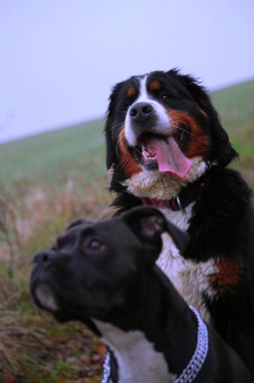 CozydogsNL's tweet photo. Sooo lovely to see them happy!!! Vrolijke snoetjes, hechte vriendschap en vooral veel liefde - daar doen wij het voor❣️ #cozydogs #happydogs https://t.co/kVZTTzqzaj