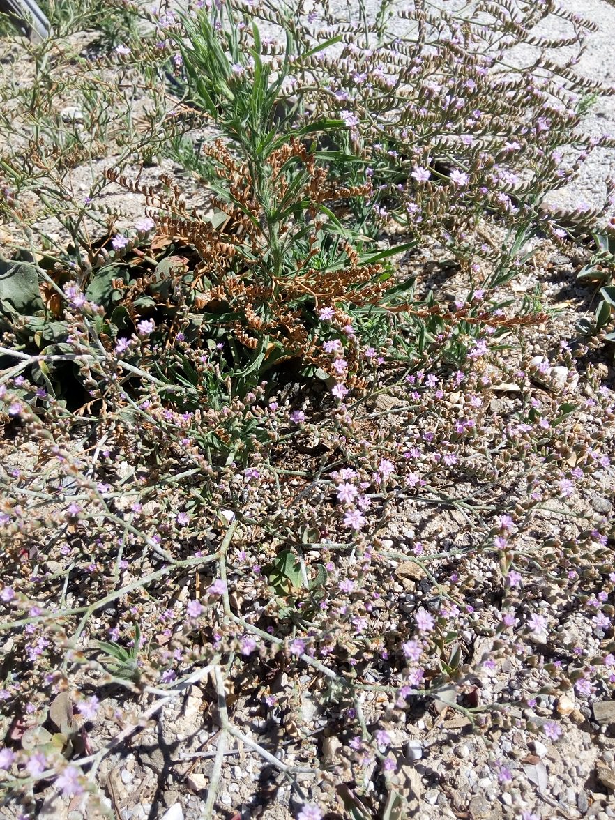 Conhabit's tweet photo. Look for the saladilla or #saladillaofMalaga, a species in #dangerofextinction that can be found in #CliffsofMaroCerroGordo #natura2000 https://t.co/X7nffrssGk