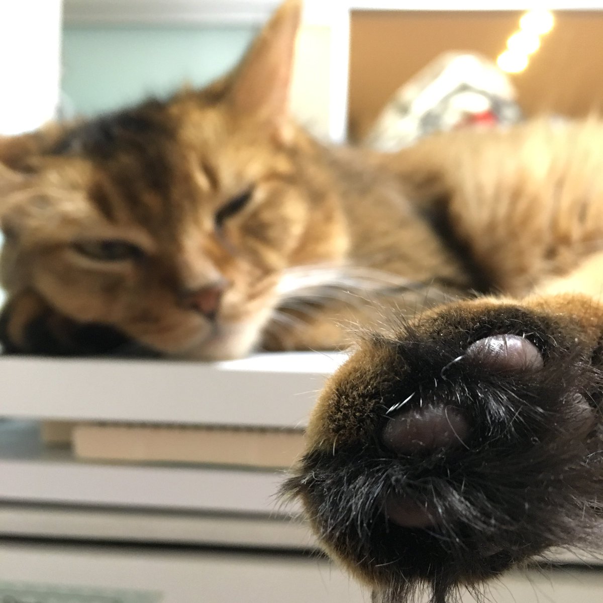 picoruby1's tweet image. 肉球が撮りたかったわけじゃない。
#ねこの写真下手くそ選手権