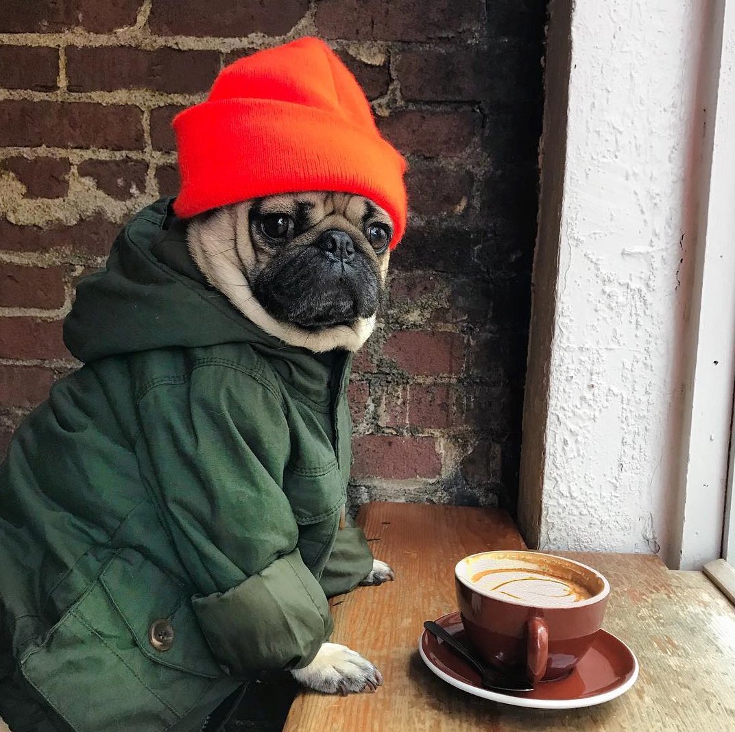 Read all about this weekend's must do event in our latest blog post - #pugsandpals pop up cafe > bit.ly/PugLifeCafe #pugs