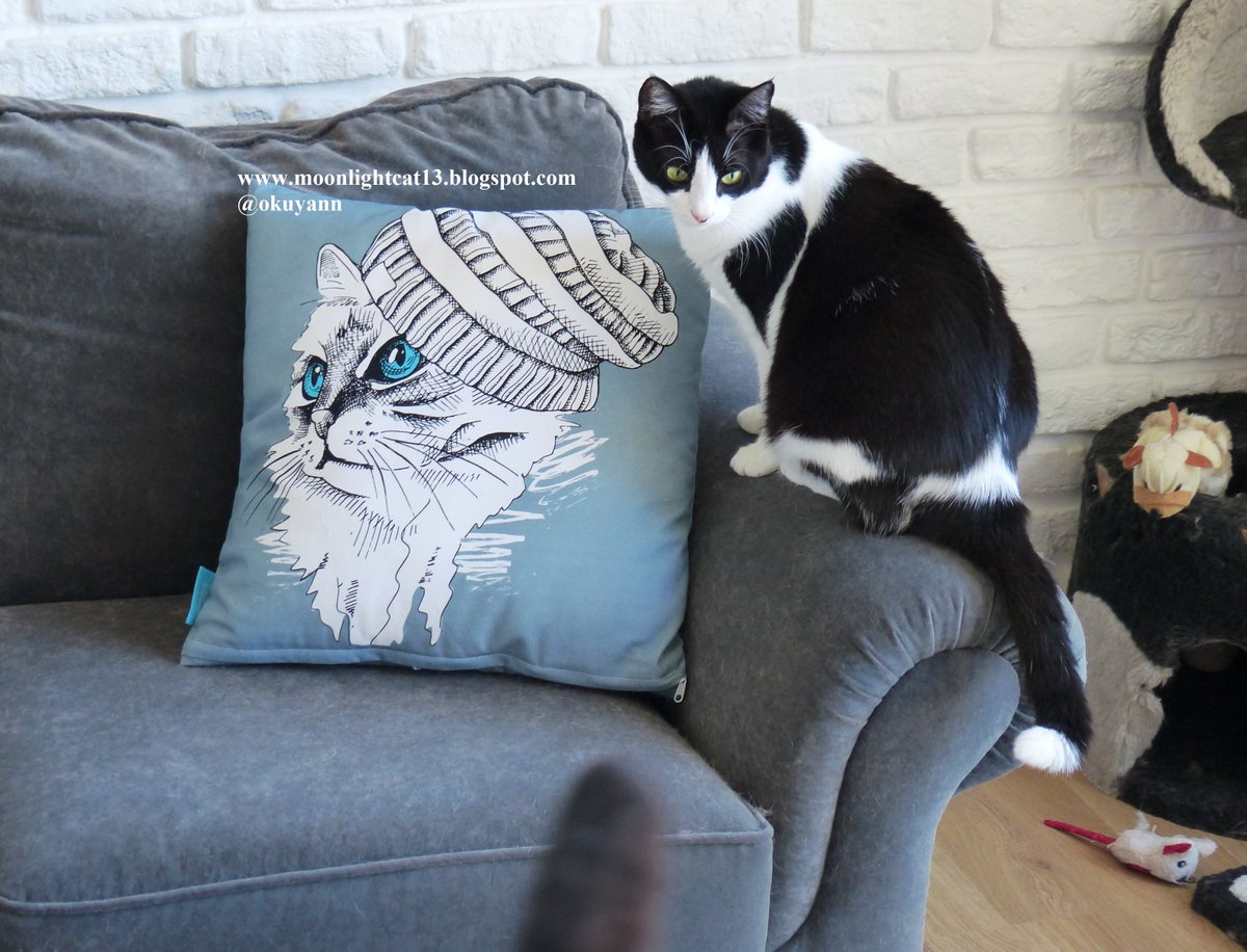 moonlightcat_13's tweet photo. #roccodesign detaylar: https://t.co/UI03yVjaLL
#kedi #cat #catlovers #catlover #Felix #blogger #pillow https://t.co/R5brmoeqQP