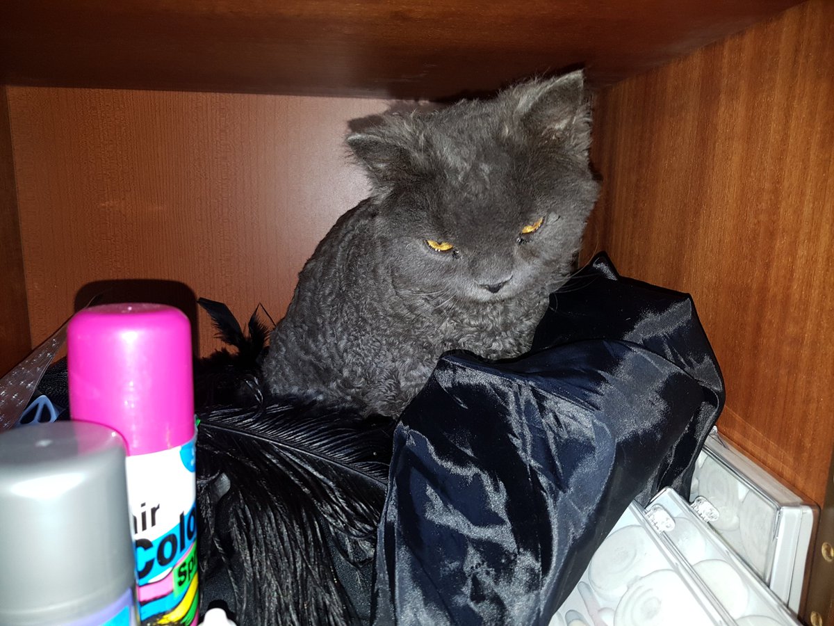 MariaLffler's tweet photo. #watsonkater feiert schön mal Halloween 😉 https://t.co/GAeyj6yvb4