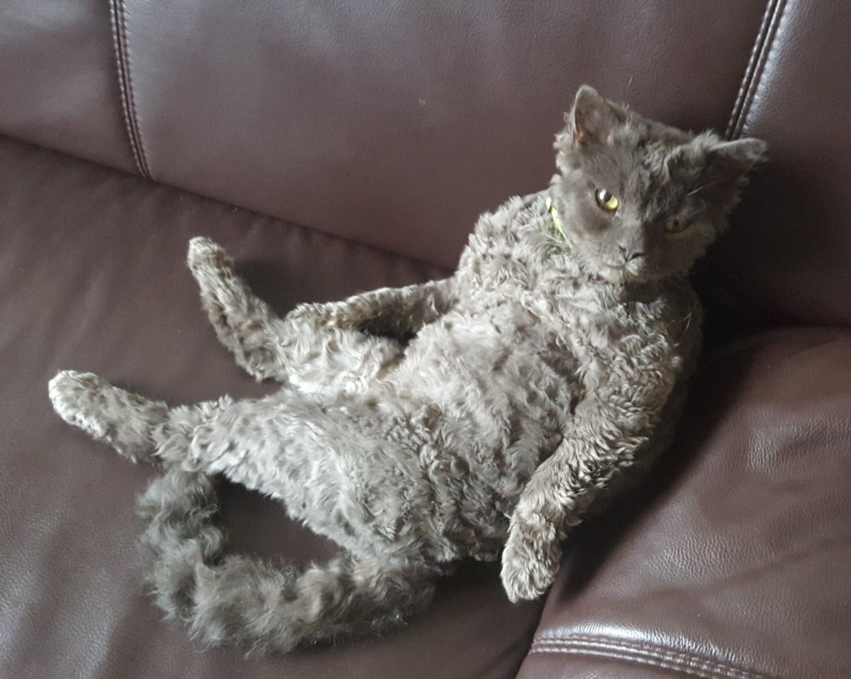 MariaLffler's tweet photo. Außerdem ist #watsonkater immer King im Ring 😂 https://t.co/IgcsRBa6Us