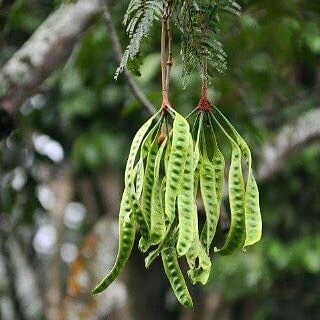 Mostly used in North East Indian foods, this one has a lot of flavour. Do you know the name? 
P.C. Shaan