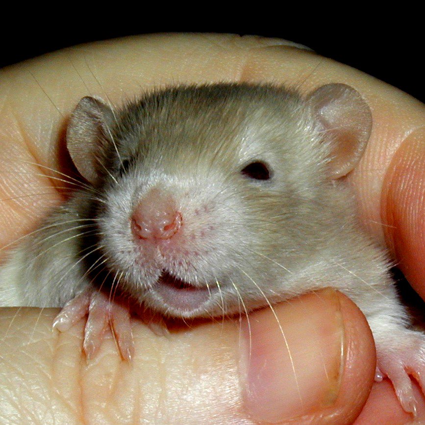 tofs Fun Fact! - Rats Laugh!