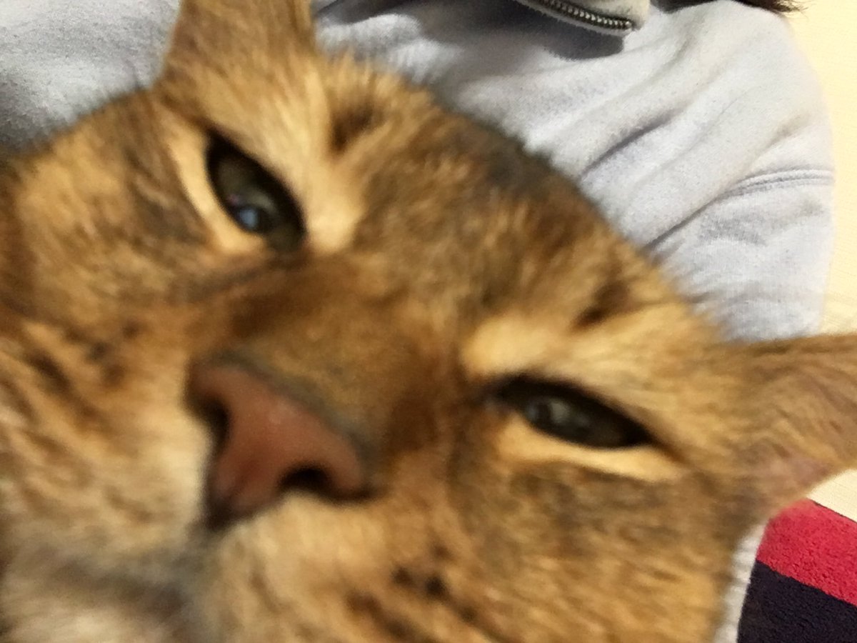 picoruby1's tweet image. 初めての自撮り♡
#ねこの写真へたくそ選手権