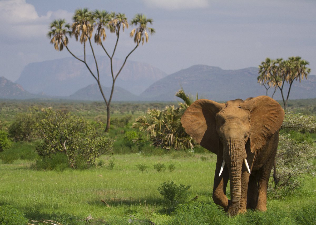 Bull elephant strolling through Samburu National Reserve, Kenya. 

<a href="/AFRICA_Nature/">AFRICANature</a> <a href="/africageo/">Africa Geographic</a> #wildlife #elephants #conservation #Kenya