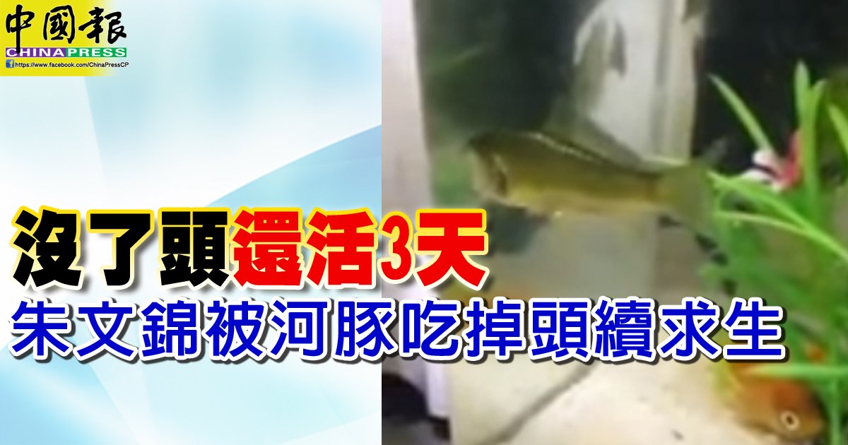 Etiqueta 朱文锦不姓朱en Twitter