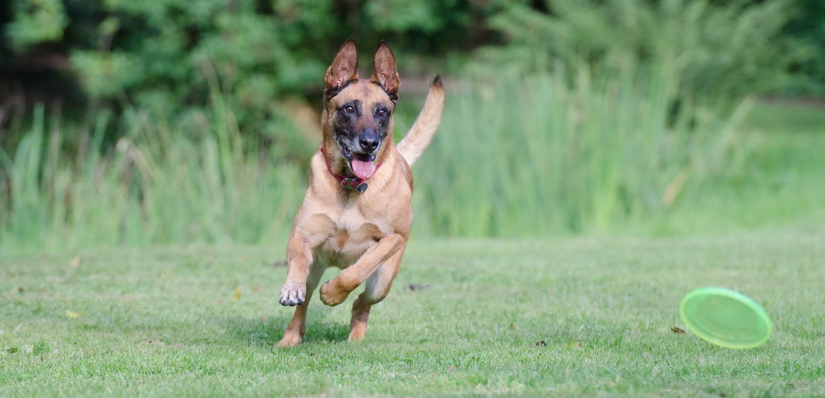 Berti_and_Ernie's tweet photo. Get the disc! #dogfriends https://t.co/Cf47khEhjj