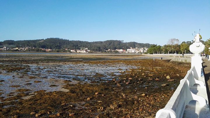 elcaminotuwi's tweet photo. Si estás haciendo el Camino de Santiago no te olvides pasar por la Isla de la Toja para disfrutar de la belleza de… https://t.co/oiInfGpDFl https://t.co/73cyUt7GrV