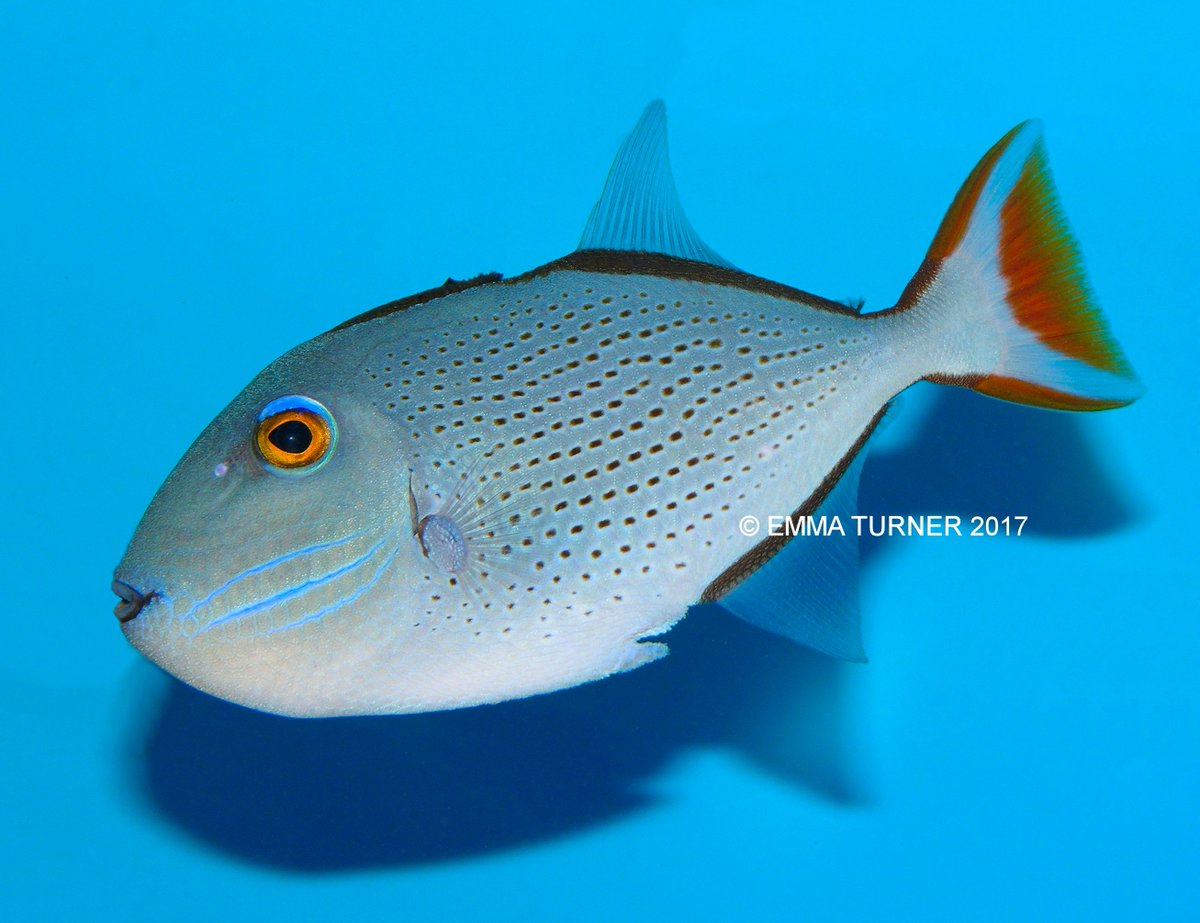 the_fishkeeper's tweet photo. Latest addition to our livestock databank: Sargassum Triggerfish (Xanthichthys ringens): https://t.co/mKyFw8ON9H
#FishInfo #SargassumTrigger https://t.co/iN5h6UYx8C