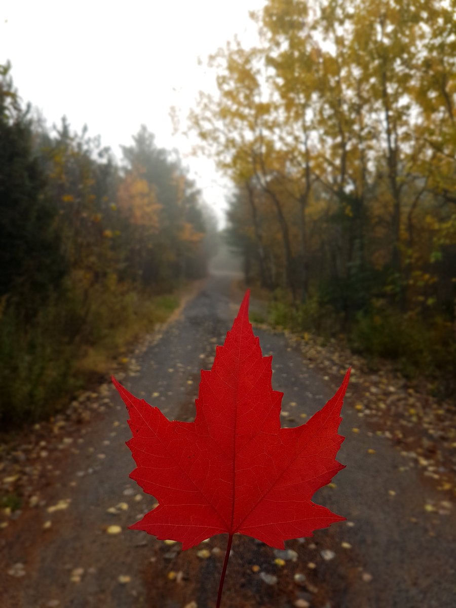 camera_beauty's tweet photo. Fall!!!🍁❤🌳 #walkingpath #fallleaves #fallcolours #stitchandstone  #sudburyontario #northernontario #sudburyphotographer #beautyandthecamera https://t.co/clxWnB2BXI