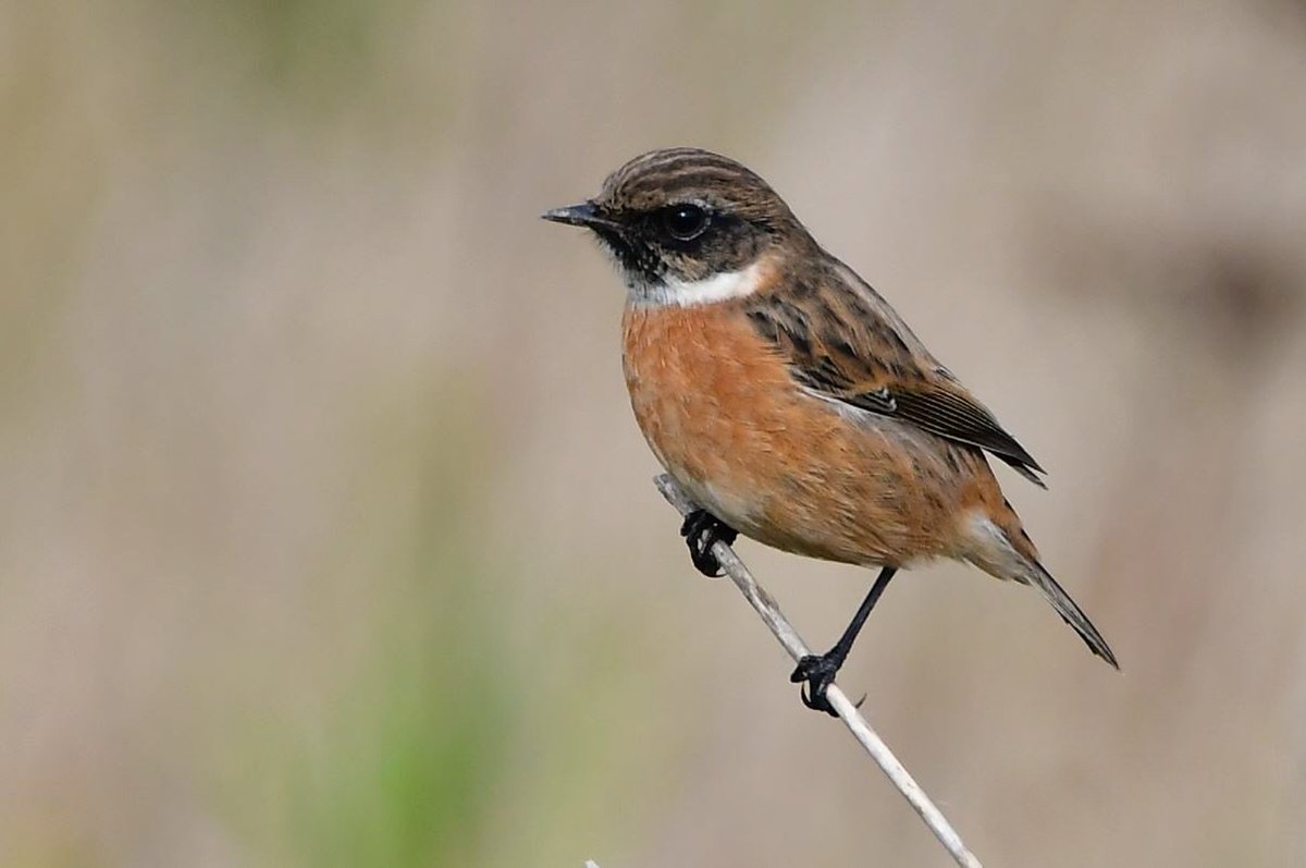 JonletR's tweet photo. 📷 ☁️ Ce matin, le #Tarier pâtre (Saxicola rubicola - European #Stonechat). https://t.co/N8kD8FSIbm