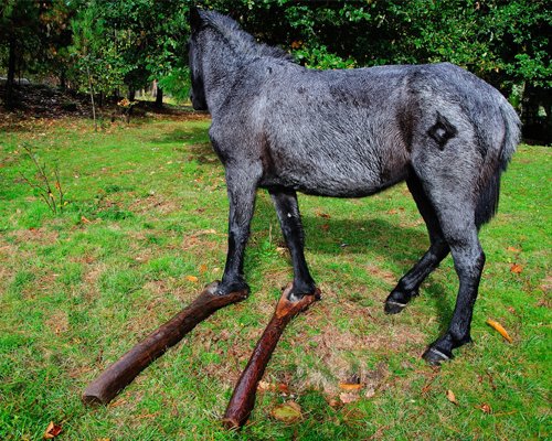 guardiacivil's tweet photo. Maltratar a los animales es un acto ruin y cobarde. 
Las tradiciones salvajes hay que desterrarlas
Si presencias hechos así denuncia 
☎️062 https://t.co/zihqRFQgxw