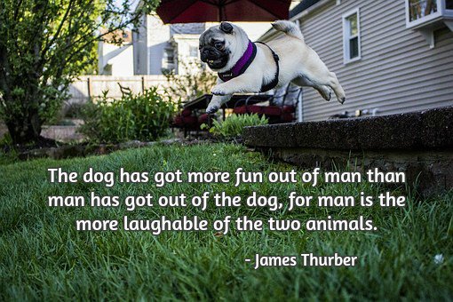 Atef_Halaka's tweet photo. The dog has got more fun out of man than man has got out of the dog, for man is the more laughable of the two animals. #quote https://t.co/SfISsbiY7q