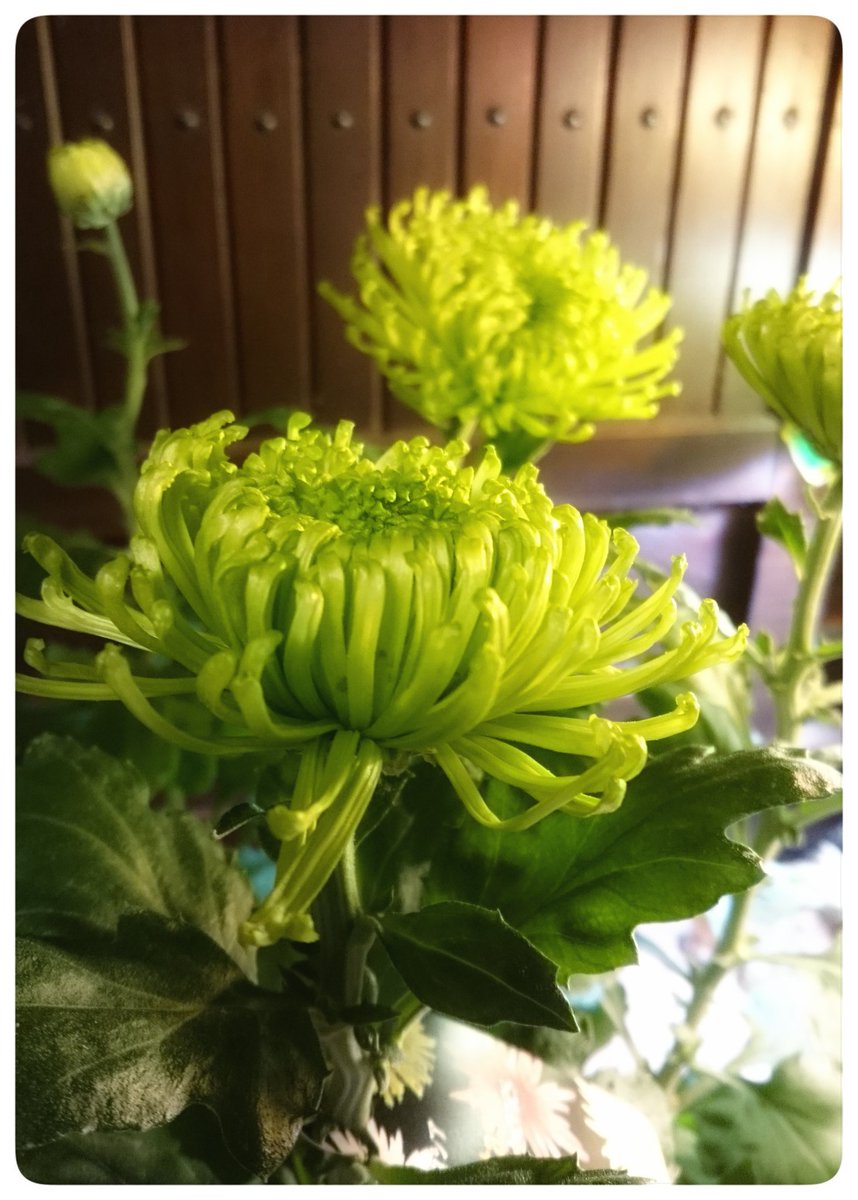 O Xrhsths 裏花火 Sto Twitter 今年買ったのは 大好きなアナスタシアのグリーン 華やかな花姿で見事にグリーンなんですよ アナスタシアのブロンズも可愛いのですが花つきもよくてよく咲くし 洋花とも相性いいお洒落さもすてき 元々菊の花は大好きなのですが O Xrhsths 裏花火 Sto Twitter 今年買ったのは 大好きなアナスタシアのグリーン 華やかな花姿で見事にグリーンなんですよ アナスタシアのブロンズも可愛いのですが花つきもよくてよく咲くし 洋花とも相性いいお洒落さもすてき 元々菊の花は大好きなのですが