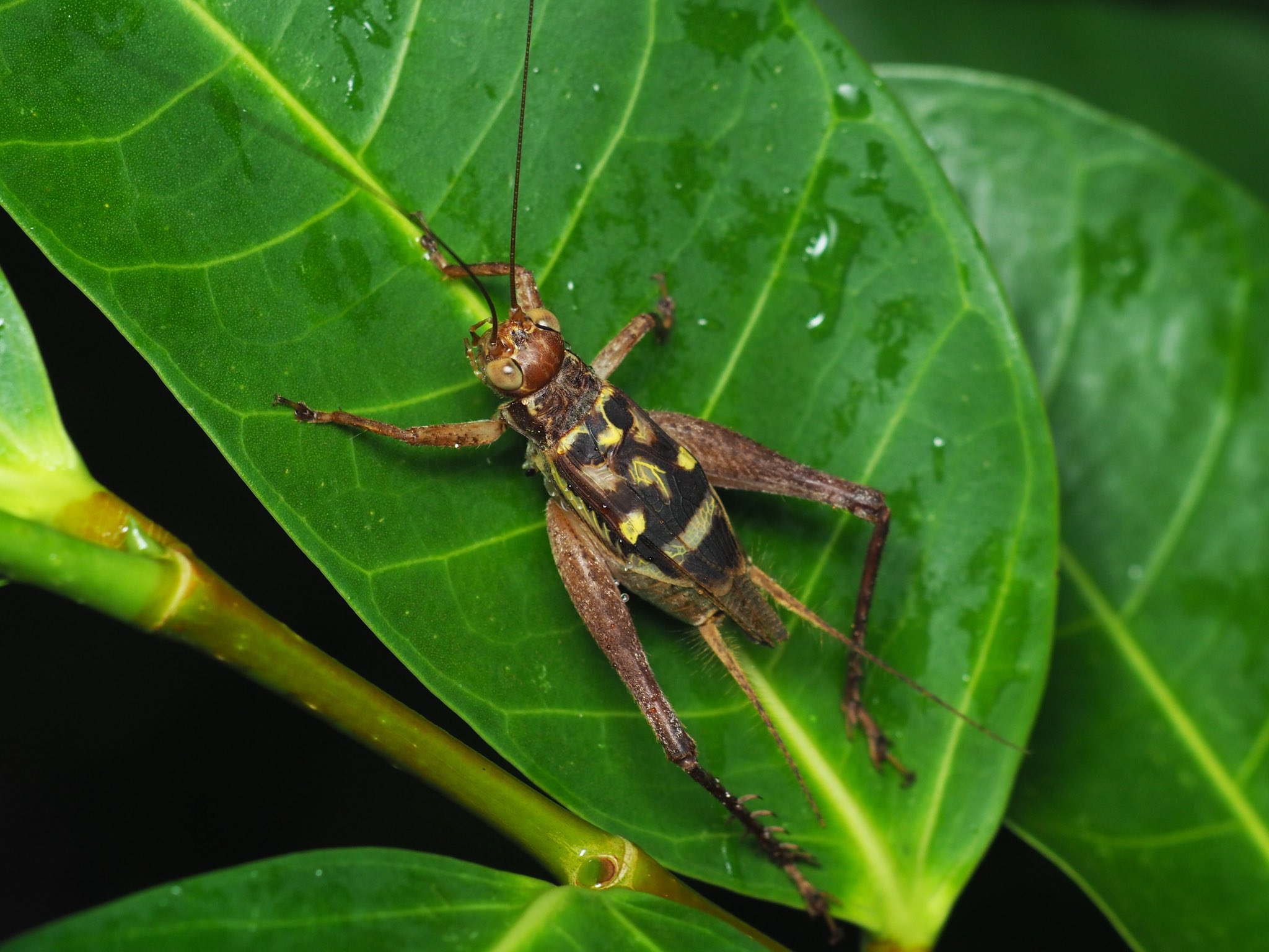 Twitter 上的 日本野虫の会 重版決定 樹を見上げると必ずと言って良いほど目に入るマダラコオロギ キマダラマツムシ 同じく樹上のヒゲマダライナゴ コバネイナゴ タイワンクツワムシ幼虫 ダニのブローチ付 T Co Ijrrizicdr Twitter