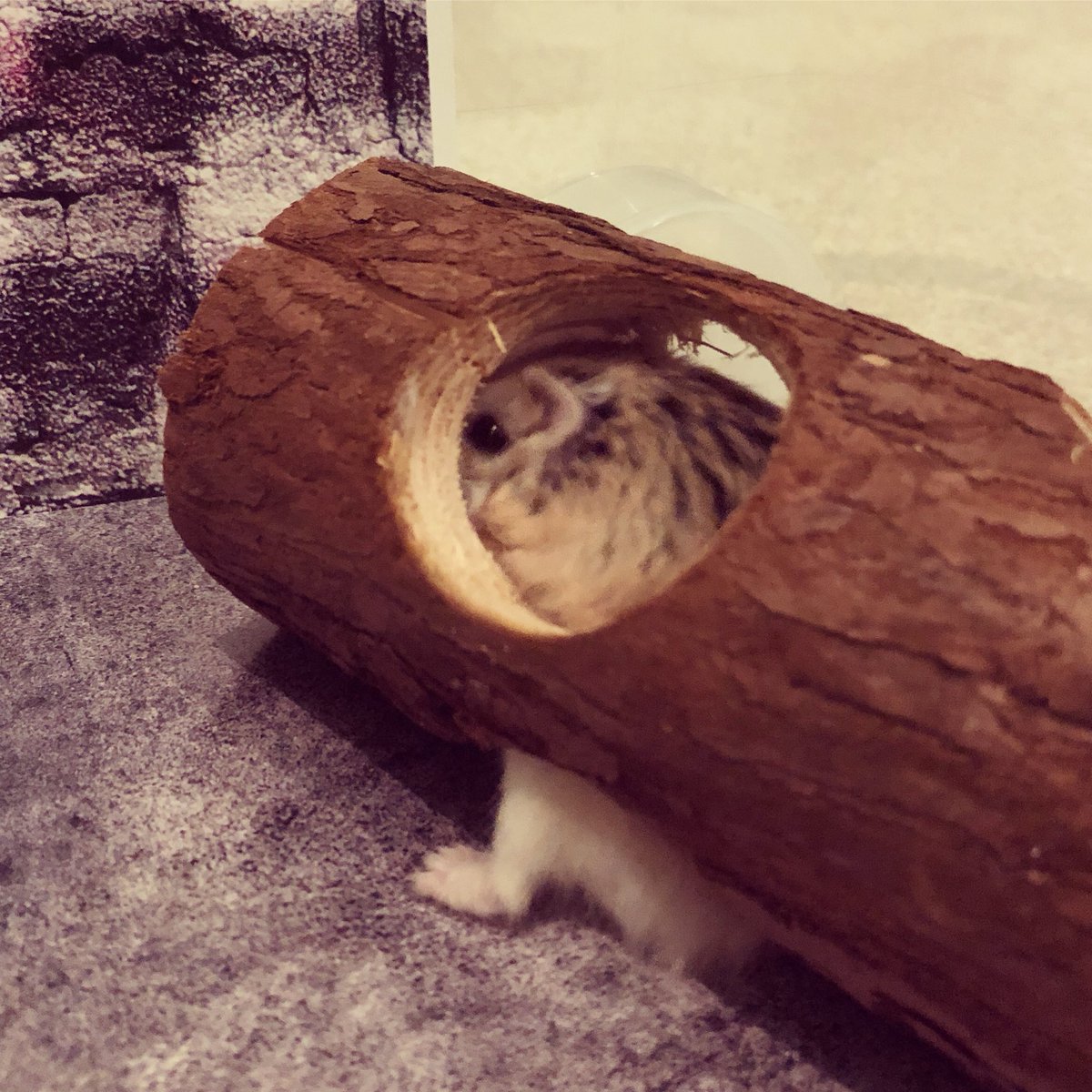 hamster_zen's tweet photo. Everybody hide and Monday will never find us 🐹🙈😀#HamsterZen #hamstersoftwitter #petacularpic https://t.co/KrNYLUSl88