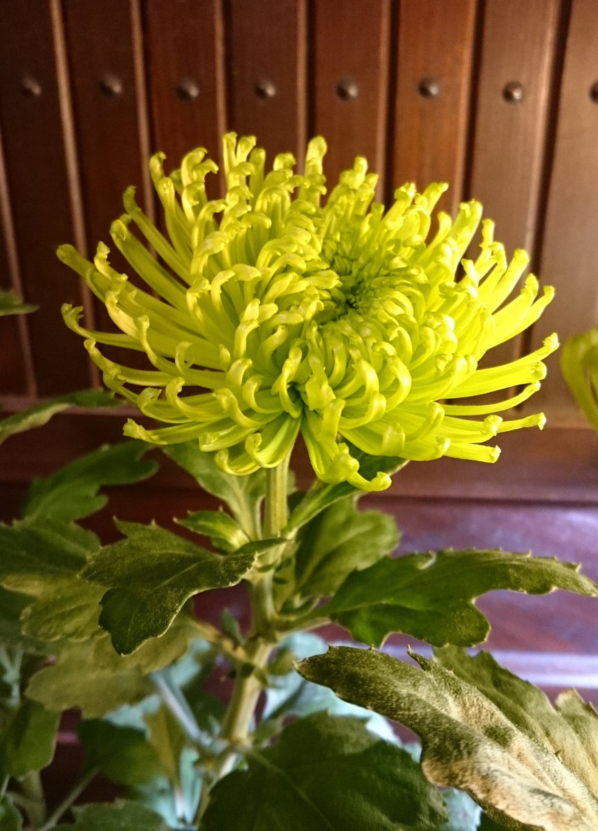 O Xrhsths 裏花火 Sto Twitter 今年買ったのは 大好きなアナスタシアのグリーン 華やかな花姿で見事にグリーンなんですよ アナスタシアのブロンズも可愛いのですが花つきもよくてよく咲くし 洋花とも相性いいお洒落さもすてき 元々菊の花は大好きなのですが O Xrhsths 裏花火 Sto Twitter 今年買ったのは 大好きなアナスタシアのグリーン 華やかな花姿で見事にグリーンなんですよ アナスタシアのブロンズも可愛いのですが花つきもよくてよく咲くし 洋花とも相性いいお洒落さもすてき 元々菊の花は大好きなのですが