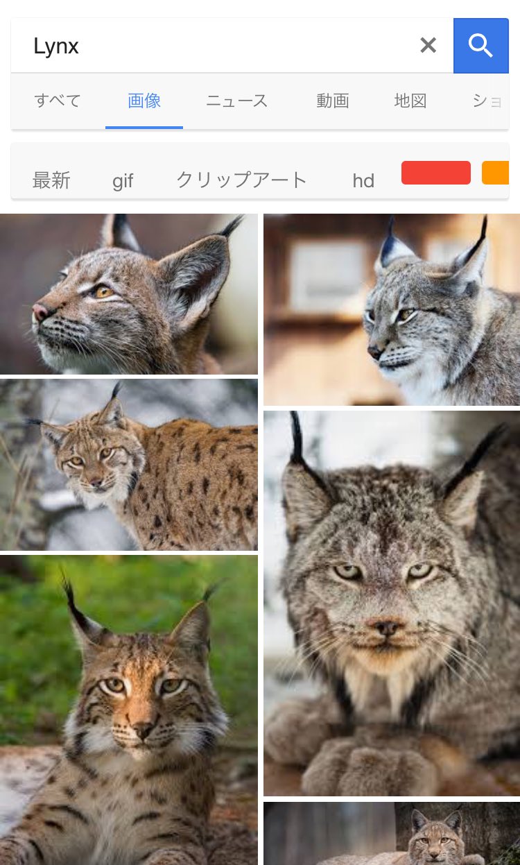 須藤玲司 けっこう毛だらけ ネコ灰だらけ っていうフーテンの寅さんが使う言い回しの意味がさっぱりわからなくて けっこう毛深いアッシュ リンクス というビジュアルイメージで理解してるのですが こんどノイタミナでアニメ化する作品って