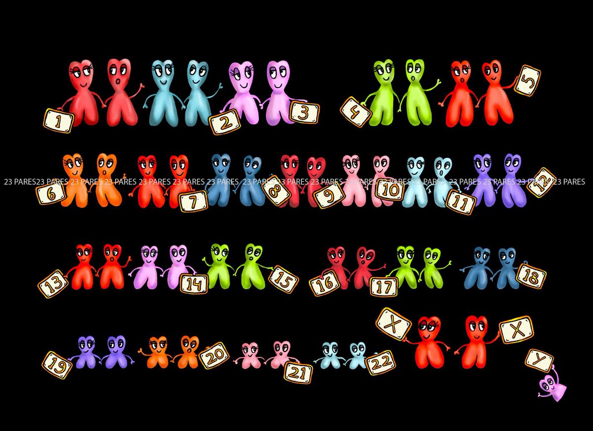 Genetics2000's tweet image. CARIOTIPO SU SANGUE PERIFERICO 
Per prenotare o per maggiori informazioni, telefonare al numero 075.5055564