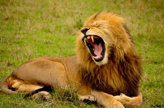 InsideSafari's tweet photo. A kenyan safari is the best way to experience and have a taste of Africa within a short while.Try it today with us.https://t.co/ZrcKYpEpm0 https://t.co/0EvOxrYhpE