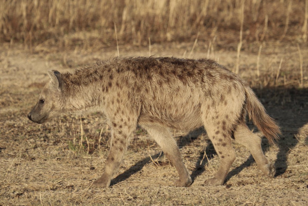 HyenaProject's tweet image. Identifying hyenas can be a bloody pain...
But hey, there are a few spots on the hind leg! This clearly is L442! You agree?
#fieldworkwin
