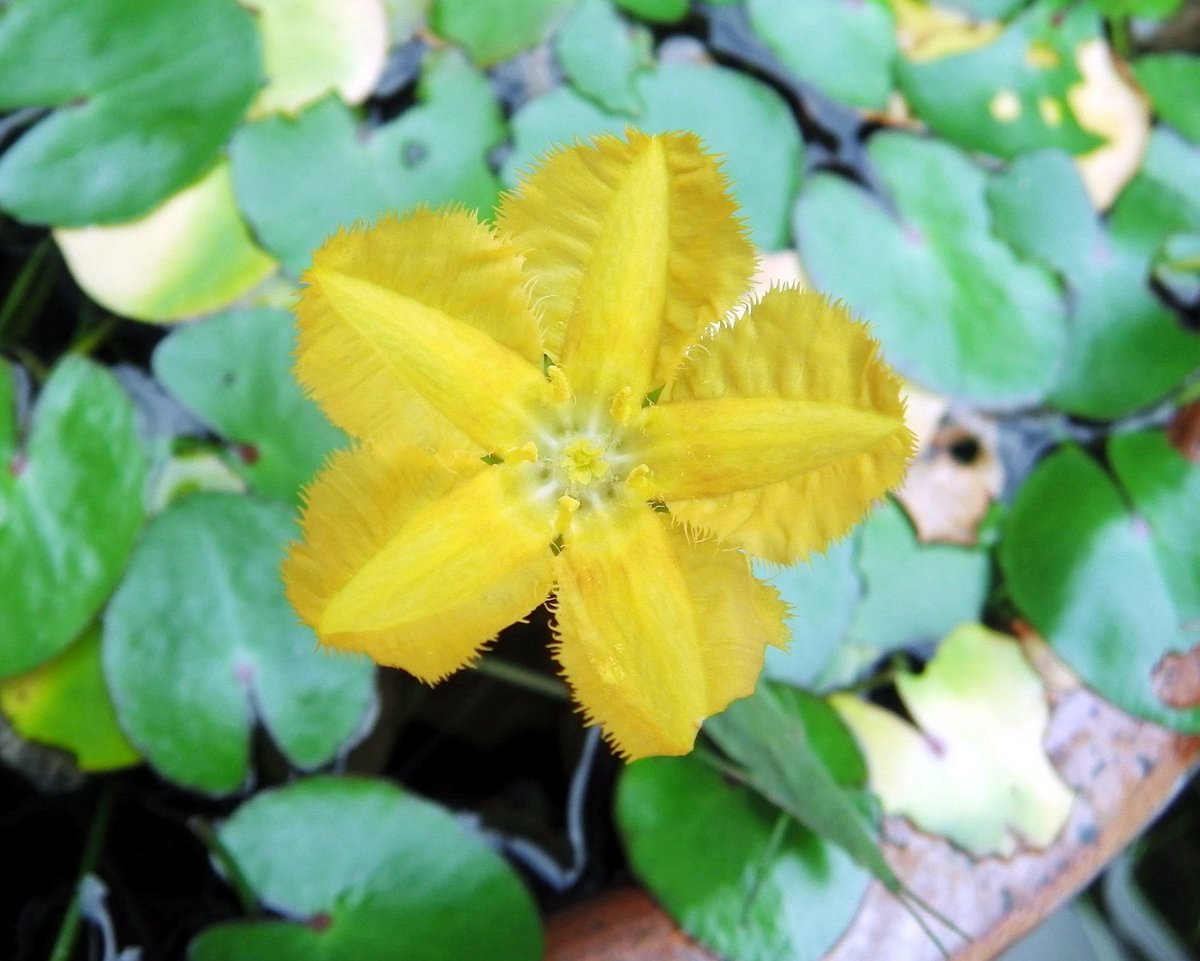 mii95730273's tweet photo. 庭の石見焼のはんどうに植えている #アサザ です。昨日，庭にジョウビタキさんのメスがやってきて尾羽を縦に揺らしてヒー，ヒーと鳴いてました。

#浅沙 #Nymphoides peltata #FringedWaterLily #Menyanthaceae #花 #flowers https://t.co/WWzBVyoBOc