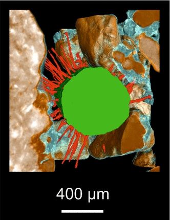BioModelling's tweet image. Nice article about a model of Root Hair and Soil Interactions using SRXCT (synchrotron X-ray computed tomography) : buff.ly/2yAg2Km