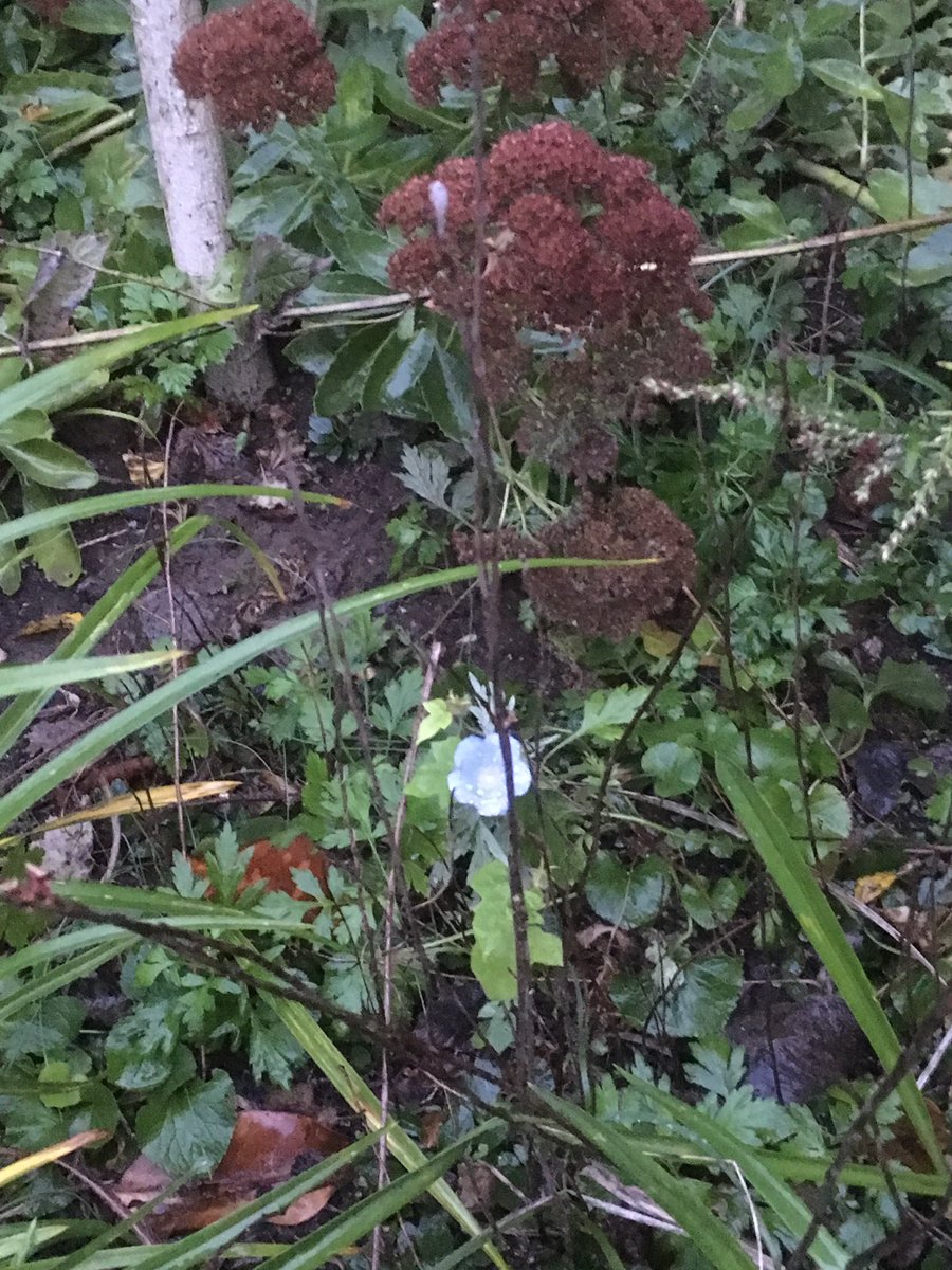 mhealy112's tweet photo. The last (and smallest) morning glory of the season. #urgeforgoing https://t.co/AzzWDC45ni