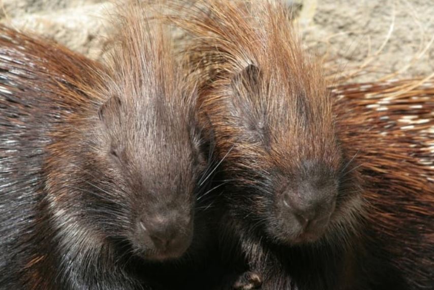 tofs Fun Fact! - A group of porcupines is called a "prickle."