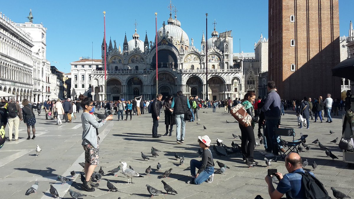 PigeonsinLondon's tweet photo. These #venice #pigeons are seriously comfortable with humans. Not in London still. https://t.co/1AXwvPoSam