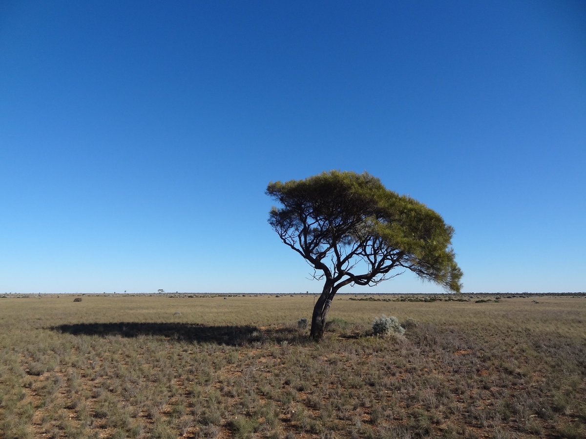 sarah_marquis's tweet photo. This is what happen when I write in my book GPS coordinate my darling TREE ThankYou Daniel to visite him and for the pic #beautifulPresent https://t.co/zwcs7mkZB6
