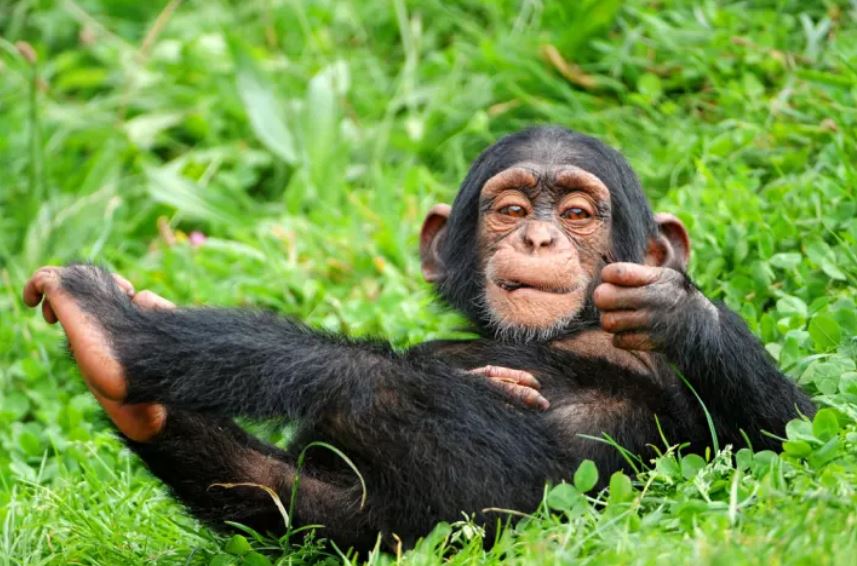 tofs Fun Fact! - Chimp babies play with dolls!