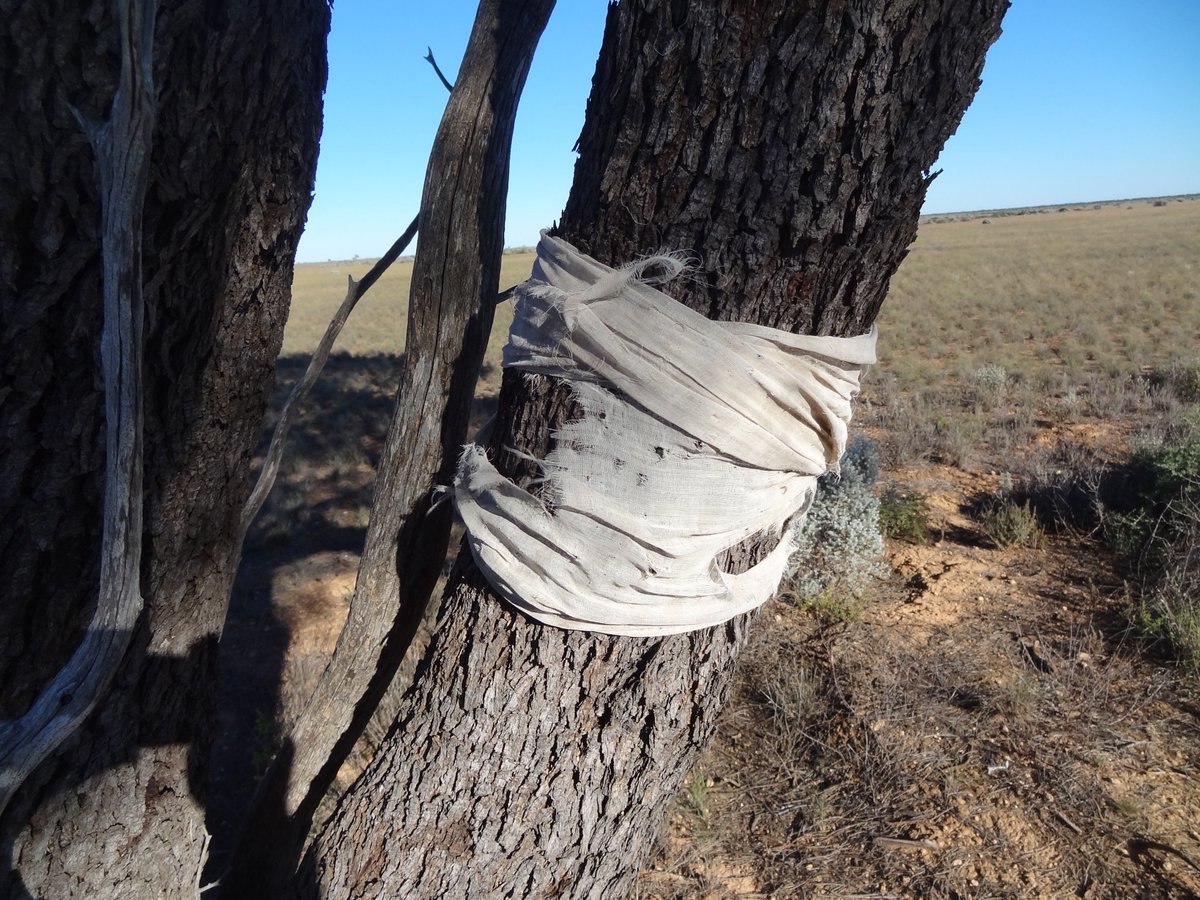 sarah_marquis's tweet photo. This is what happen when I write in my book GPS coordinate my darling TREE ThankYou Daniel to visite him and for the pic #beautifulPresent https://t.co/zwcs7mkZB6