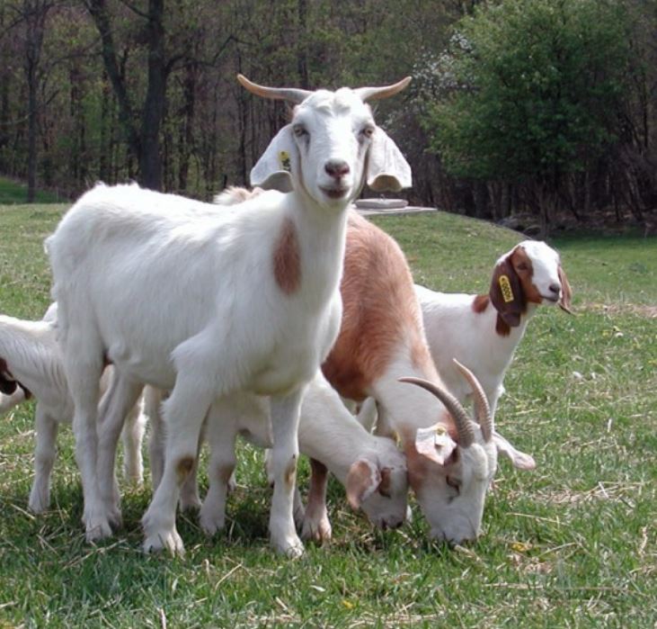 tofs Fun Fact! Just like humans, goats have accents!