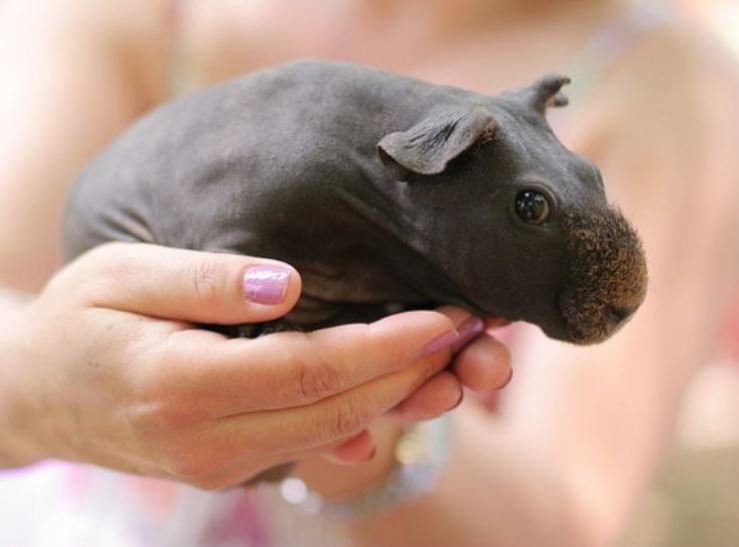 tofs Fun Fact! - By shaving a guinea pig, it will look like a baby hippo!