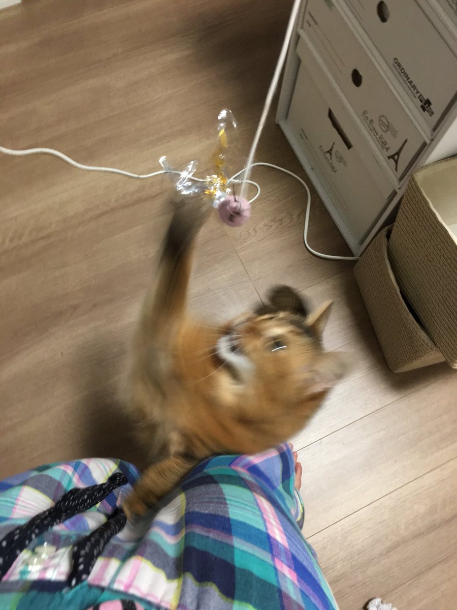 picoruby1's tweet image. 私ほぼ暴力振るわれてる…(´・ω・｀)
#ねこの写真へたくそ選手権