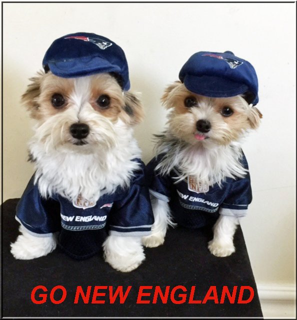 <a href="/Patriots/">New England Patriots</a>  we are your biggest littlest fans <a href="/MOVIESTARDOGZ/">Paws For Effect</a> #patriots <a href="/Dream_Fetchers/">Dream Fetchers</a>  WE want to meet you